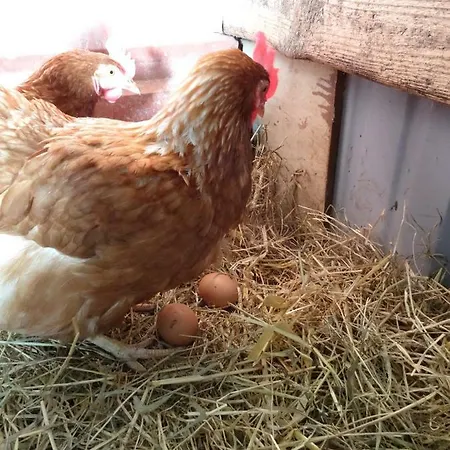 Appartement Hansenhof Kappeln