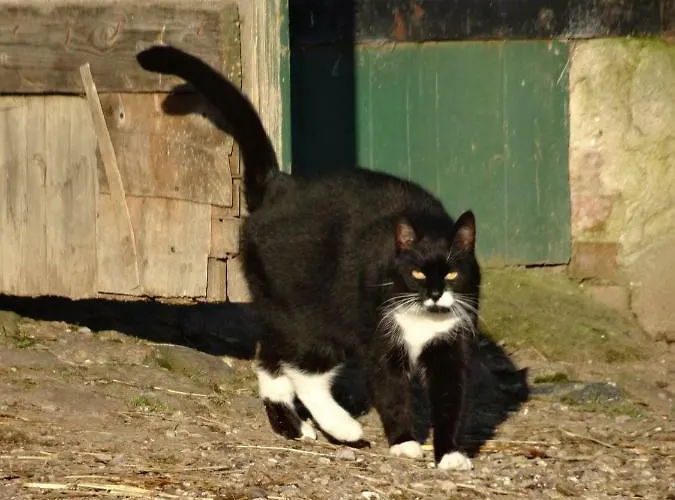Hansenhof Apartamento Kappeln