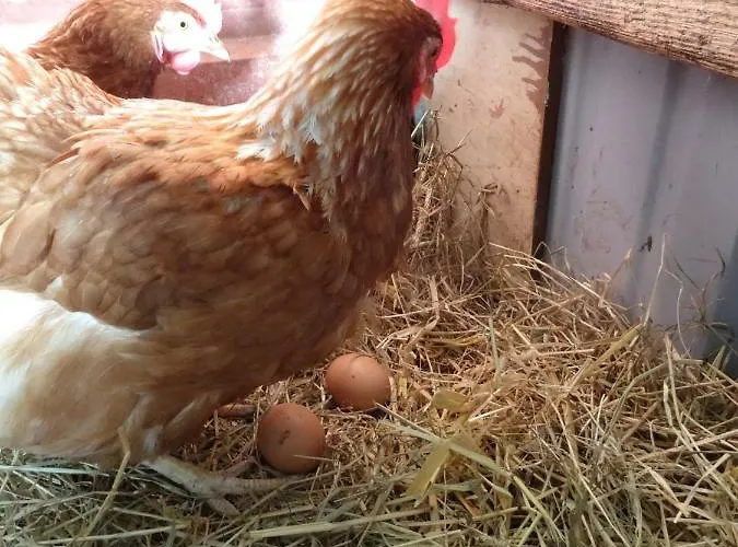 Apartamento Hansenhof Kappeln